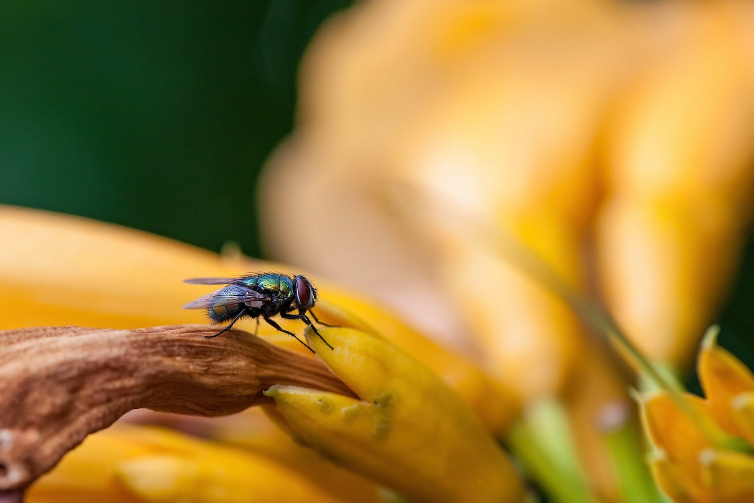 Health minister calls for better hygiene amid ‘horrific’ fly problem